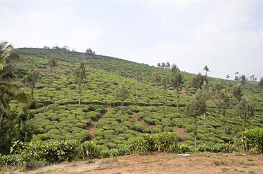 Tea Plantation, Thekkady_DSC7448_H600